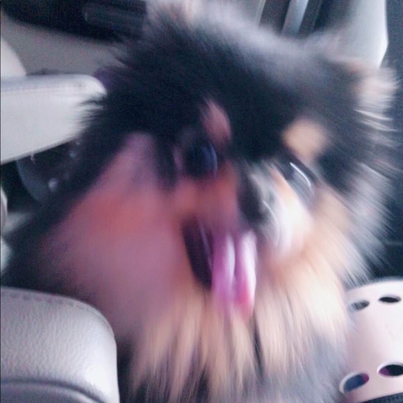 Meet your Posher, Oriana - Picture 1 of 1